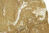 Ordovician Kukersite Oil Shale with Bryozoan Fossils - Russia #369559-1